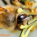 Honey-Bee-pollinating-flower-fro