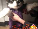 يۇمۇر ھۈجەيرىڭىز تەرەققىي قىلغانمۇ؟ (5)