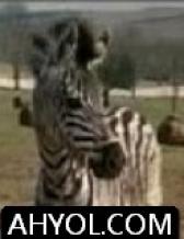 باتۇر تاغىل ئات
