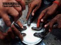 ھىندىستانلىقلار يىلاننى سۈت بىلەن يۇيۇندۇرۇش