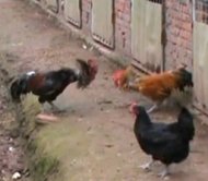خوراز سۇقۇشتۇرۇش،乡源老鸡王