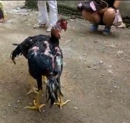 同父异母的兄弟