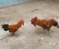 蛮王VS青足