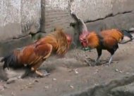 قايسىڭ يامان  ﻫە