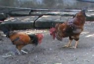 قايسىڭ يامان ﻫە؟