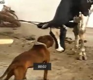比特犬VS牛