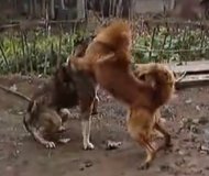 藏獒竟会死在