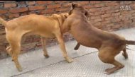 金不换犬舍丑
