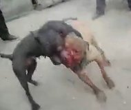 斗犬咬掉鼻子