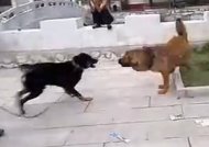 土狗VS藏獒