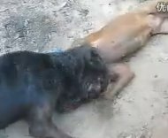 斗牛犬狂K比特