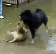 鳄鱼传说