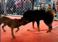 藏獒VS巴西飞勒