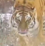 真实藏獒VS秒杀老虎