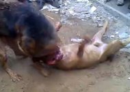 比特对战狼犬