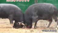 苗年斗牛赛B组
