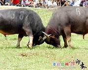 2007年春节文山苗族斗牛比赛