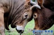 斗牛比赛