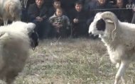 民间斗羊