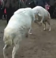 梁山斗羊