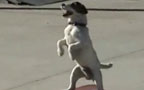 ﻫايۋانلارنىڭ كانكى تېينىشى