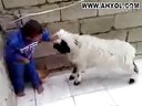 قوچقارنىڭ ئادەم ئۈسكىنىنى كۆرگەنمۇ؟