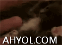 ئوماق ھايۋانلار