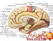 مېڭە نېمە ئۈچۈن ئىشلەتكەنسېرى ئۆتكۈرلىشىدۇ؟