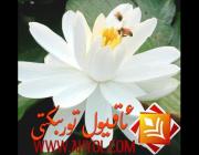 ئاق نېلۇپەر ئۇرۇقى ئىچ سۈرۈشنى توختىتىدۇ