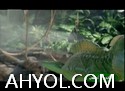 تەبىئەتتىكى بايقاش - ئاجايىپ - غارايىپ ئىشلار