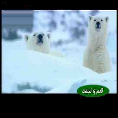تەبىئەت ھەققىدە ھېكايە - يازدىكى شىمالىي قۇتۇپ ئېيىقى (1)