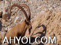 بىزنىڭ يەر شارىمىز - قۇملۇق