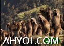 بىزنىڭ يەرشارىمىز ئېگىز تاغلار