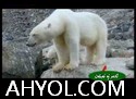 شىمالىي قۇتۇپ ئېيىقىنىڭ ياز كۈنلىرى ئارالدا ۋە دېڭىزدا 