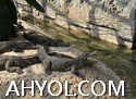 تەبىئەت ئىلھامى - تەبىئەت يېقىنلىشىش