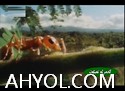 ئىناق بىللە ياشاش 1