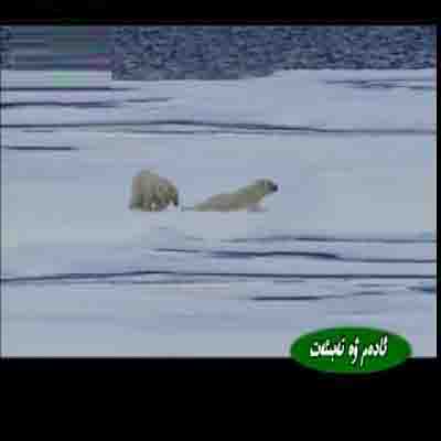 شىمالىي قۇتۇپ ئېيىقىنىڭ ياز كۈنلىرى - ئېيىق ۋە مۇز