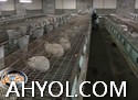 كاڭدا بىرىنچى نومۇرلۇق گۆش توشقىنىنى بېقىش تېخنىكىسى