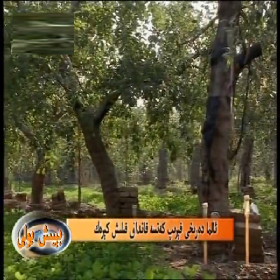 ئالما دەرىخى قېرىپ كەتسە قانداق قىلىش كېرەك