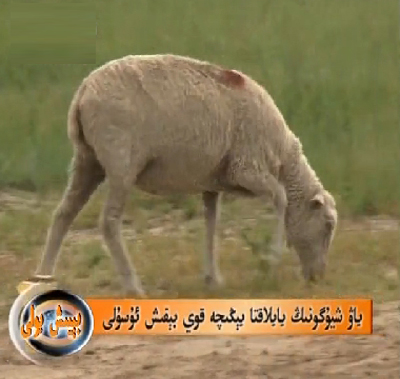 ياۋ شيۇگونىڭ يايلاقتا يېڭىچە قوي بېقىش ئۇسۇلى