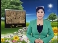 كۆممەقوناقنى ئاددىيلاشتۇرۇپ مەركەزلىك ئۆستۈرۈش