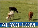 دېھقانلىرىمىز تېخىمۇ باي بولسۇن