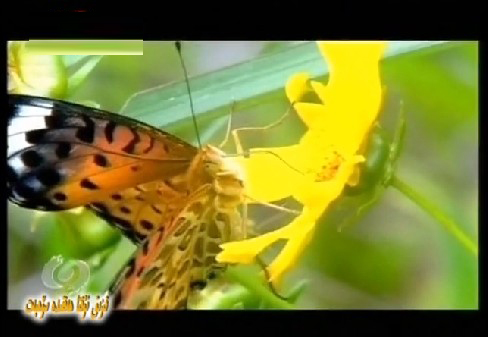 مەنزىرە رايونلىرىدىكى باھا ئۆستۈرۈش شامىلى