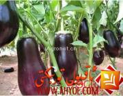 قارا چوڭ پىدىگەن