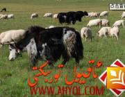 گۆش كالىسى، گۆش قويى بېقىشنىڭ ئىستىقبالى بىر قەدەر ياخشى