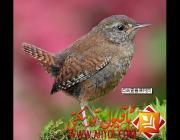 بۆدۈنە بورداش ئۇسۇلى