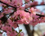 IMG_0234
