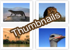Thumbnails