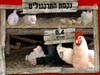 تۇخۇم ئوغىرلاش