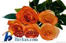 u=2797956065,2644937863&fm=52&gp=0.jpg